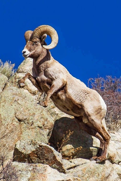 #Climbing #Ram