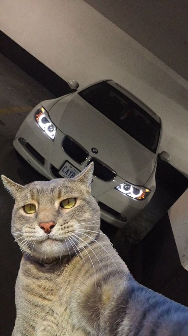#Selfie #335i #Eğlenceli #kedi #Komik #hayvan #esprileri #Komik #hayvan