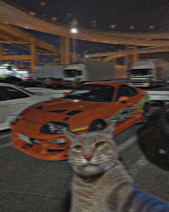 #Cat