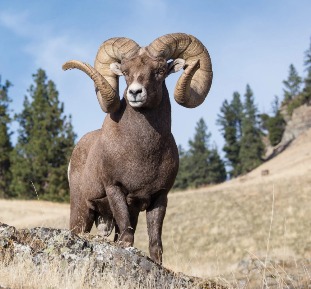 #Ram #Mystique #Allure #Wild #Sheep #Big #Sky #Journal