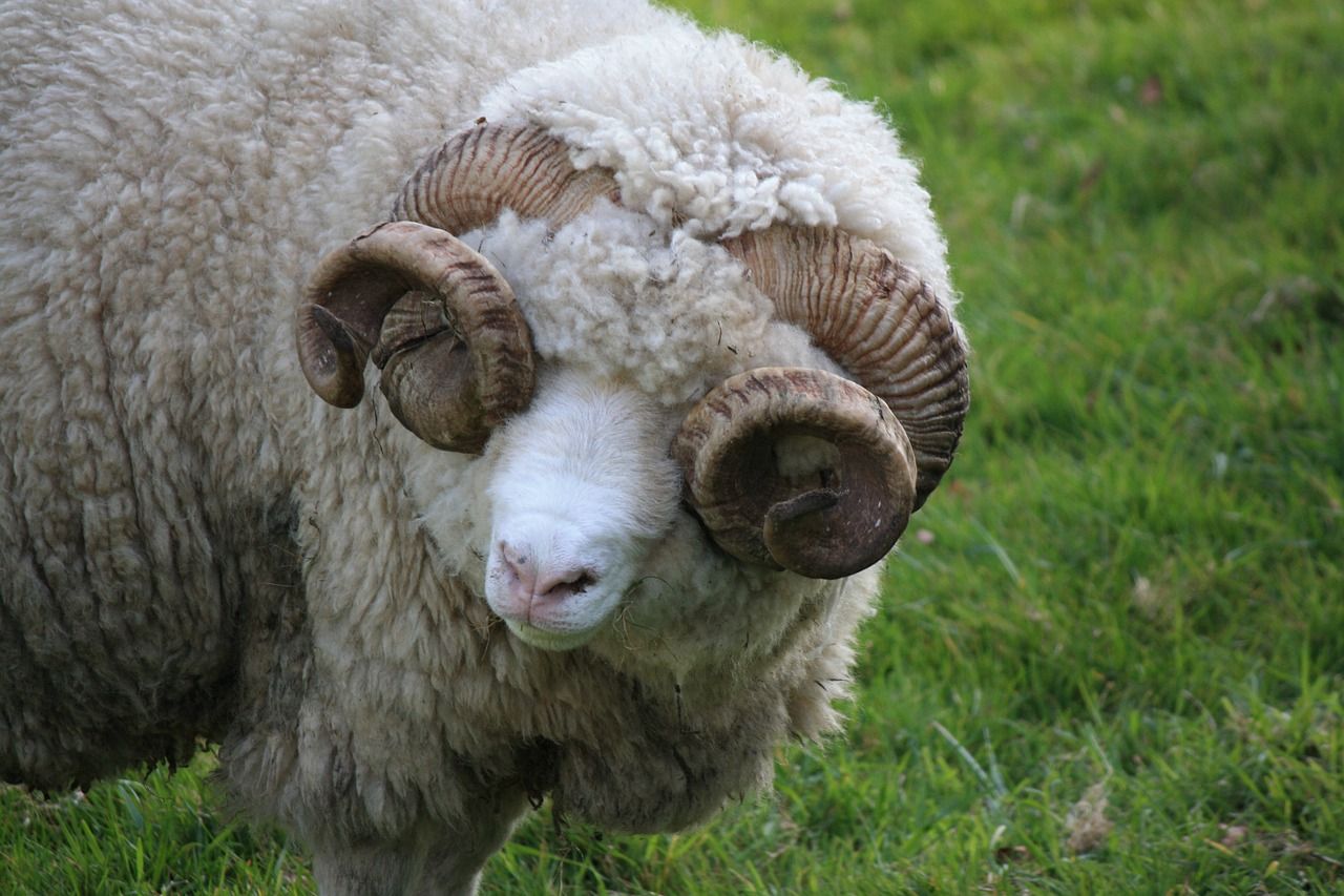 #Sheep #Ram #Farming #Free #photo #Pixabay
