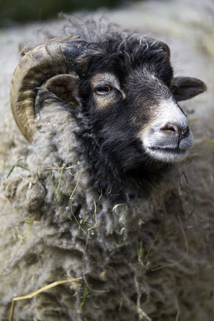 #nice #ram