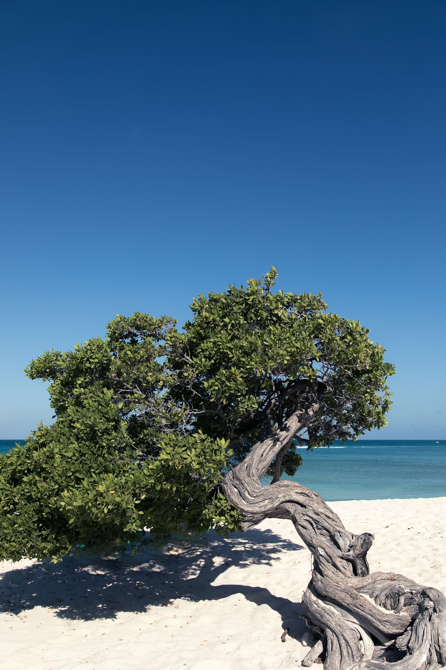 #Aruba #Eagle #Beach #Josie #Loves