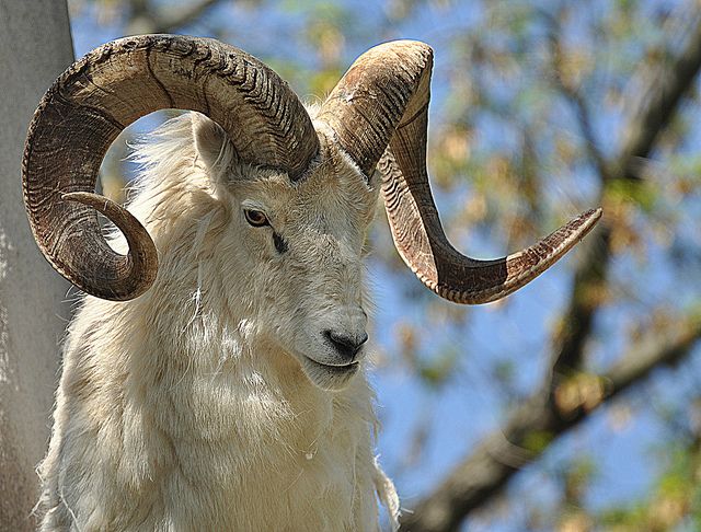 #Dall #Sheep #Ram