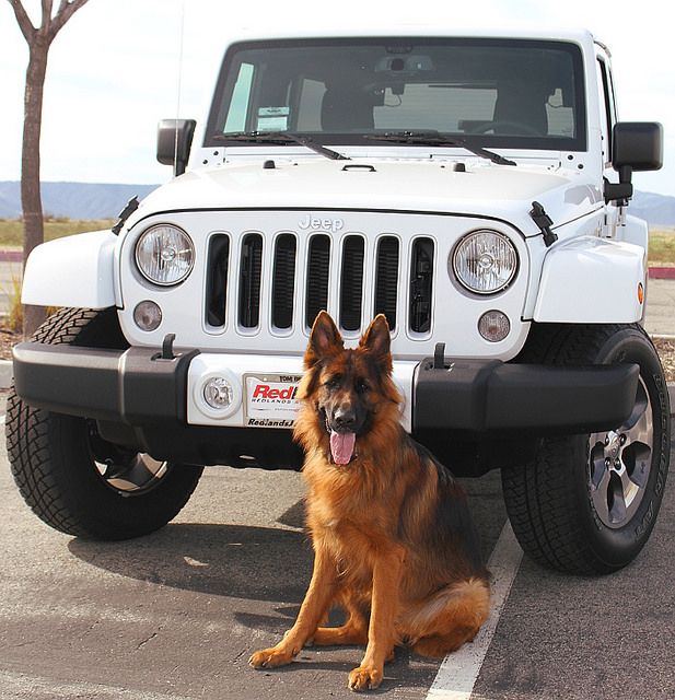 #Yoshi #Jeep #shoot